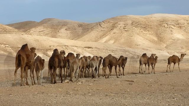 Camels In the Desert Version R смотреть онлайн