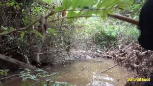 Skills Survival, Abstain Rock Python, Catch A Lot Off Fish - Primitive highlands