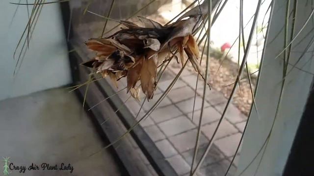 Air Plant Seed Pods And Seeds