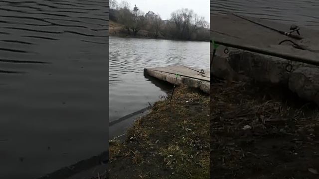Фидер 2022)) #рыбалка #фидер #весна #лещ #клев #природа #shorts смотреть онлайн