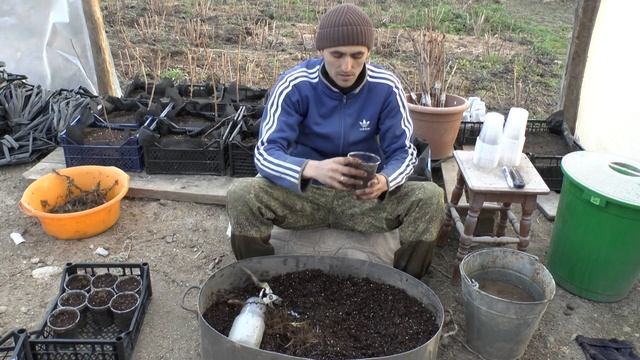 Посадка малины в стаканы крапивкой с корешками из маточного корня. смотреть онлайн