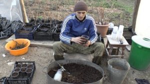 Посадка малины в стаканы крапивкой с корешками из маточного корня.