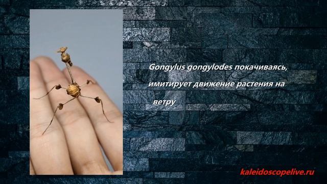 Gongylus gongylodes покачиваясь, имитирует движение растения на ветру смотреть онлайн