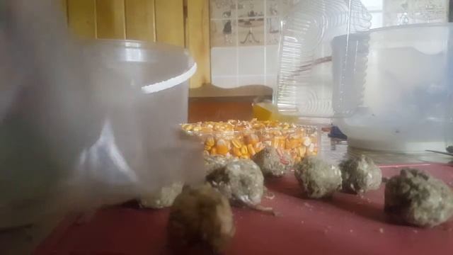 Праздник. Рори полгода. DIY печенье для шиншиллы смотреть онлайн