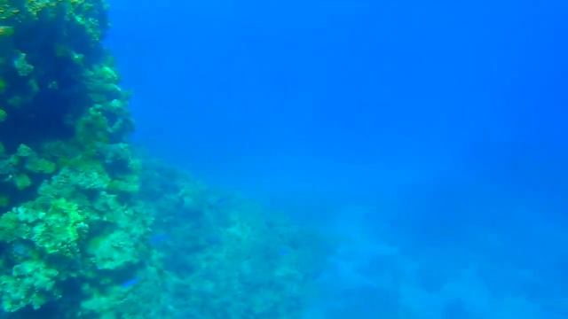 Дайвинг.Египет.Дайв-сайт TEMPLE(Храм).Дайвинг-клуб "STALKER" г.Витебск 5.12.2019 год-ч.2. смотреть онлайн