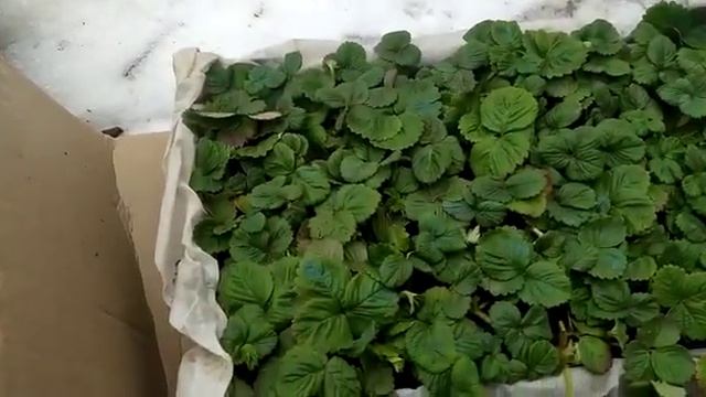 как доходит посылки почтой, отзыв клиента смотреть онлайн