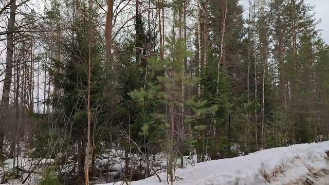 Просто РЕЛАКС, весенний ЛЕС, Мётте и ее братья, ТИШИНА.... смотреть онлайн