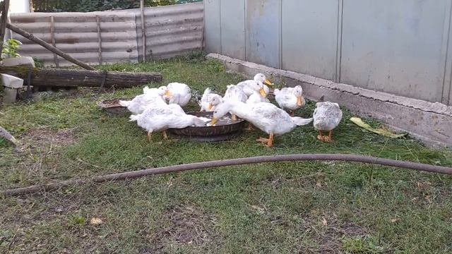 Купили уток породы черри велли. смотреть онлайн