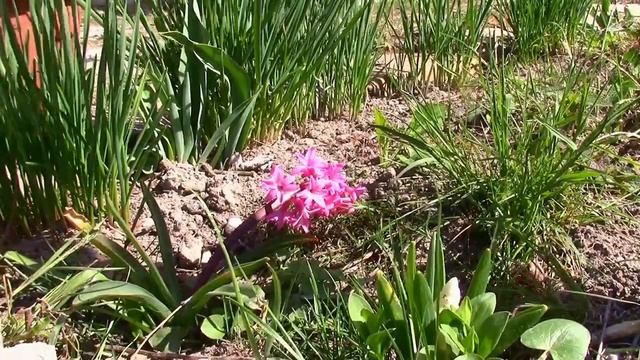 07 04 2020_1_ ГИАЦИНТ ОТТАИВАЕТ 2.mp4 смотреть онлайн