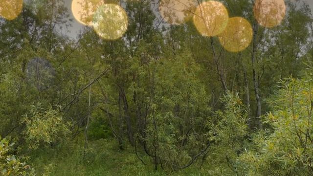 Воргашор парк 24.08.2021 смотреть онлайн