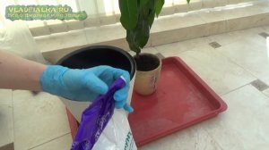 Манго в домашних условиях. Пересадка