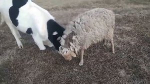 БАРАНЫ АТАКУЮТ!!! Баран Против Человека, Козы, Коровы и Даже Быка!