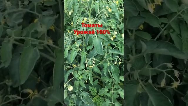 Сорт Солероссо ф1 открытый грунт смотреть онлайн