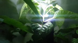 Открылся первый цветок на перце Carolina reaper red. Опыление перца.