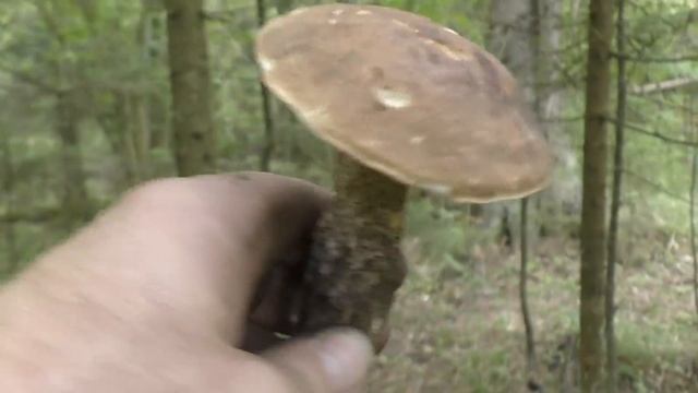 Полная корзина грибов. Белые, подосиновики и подберёзовики радость для грибника. смотреть онлайн