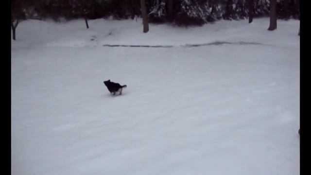 Предновогоднее настроение!))) смотреть онлайн
