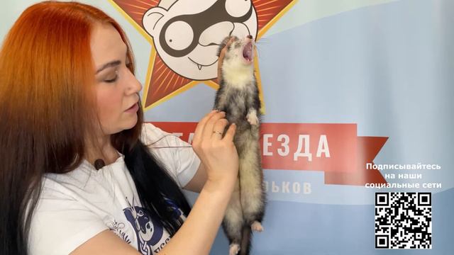 Окрас steel mitt смотреть онлайн