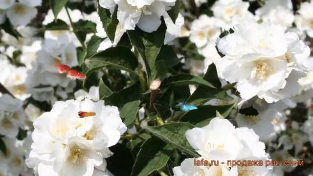 Жасмин садовый Мон Блан (philadelphus coronarius) ? обзор: как сажать, саженцы жасмина Мон Блан смотреть онлайн