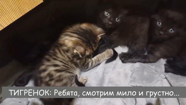 ИГРИВЫЕ КОТЯТА ХУЛИГАНЯТ смотреть онлайн