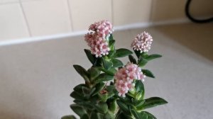 Crassula Springtime: easy, small, fragrant and colorful succulent plant for indoor cultivation in U