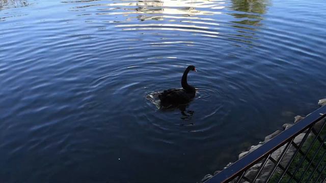 Толгский монастырь. Лебеди. смотреть онлайн