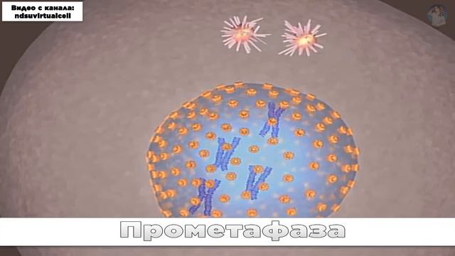 Митоз (за 6 минут) смотреть онлайн