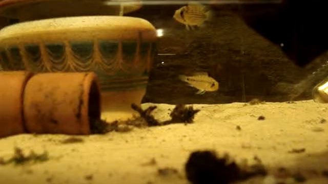Apistogramma tucurui - pair preparing to spawn after claiming their territory смотреть онлайн