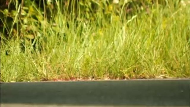 Miniscule Season 1 Ep 9-cowardly Coward