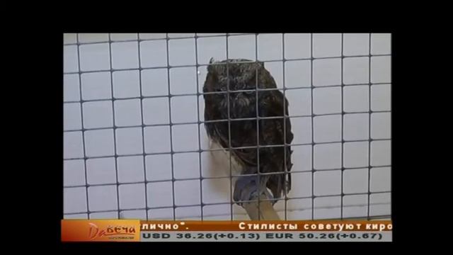 Выставка птиц смотреть онлайн