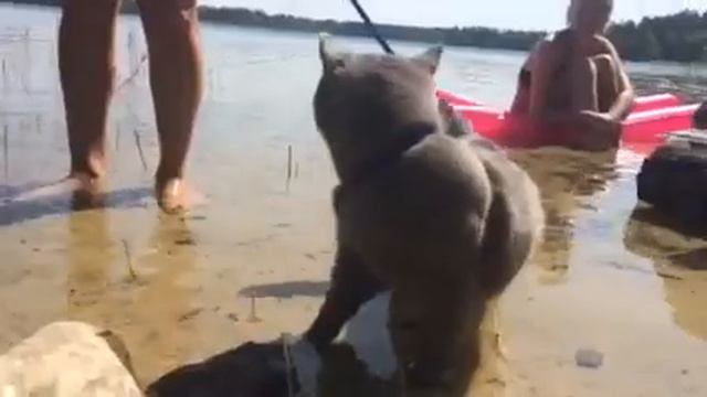 Кот Маркус на белом озере смотреть онлайн