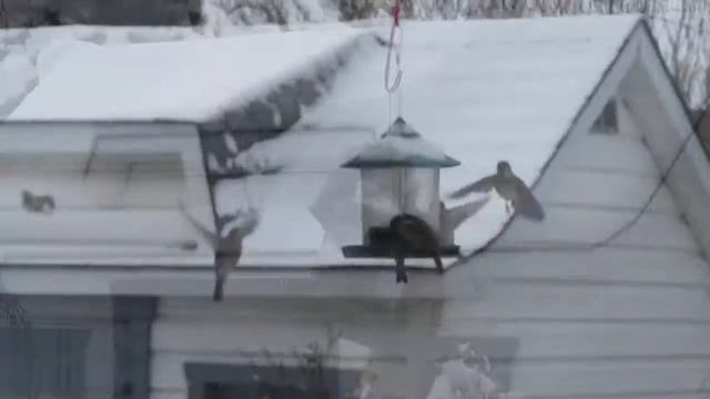Птицы и белка на кормушке. смотреть онлайн
