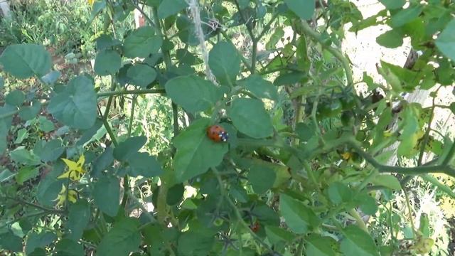 Капельный полив из бочки своими руками смотреть онлайн