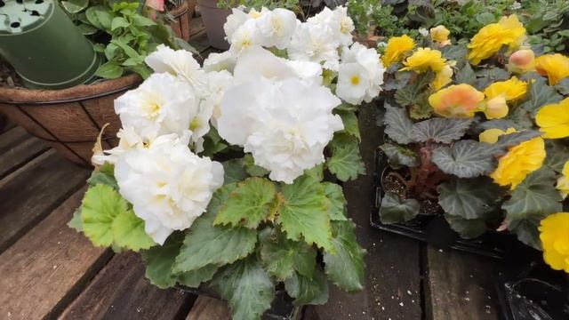 Christianson's Nursery And Greenhouse Tour! :: Skagit Valley Tulip Festival!