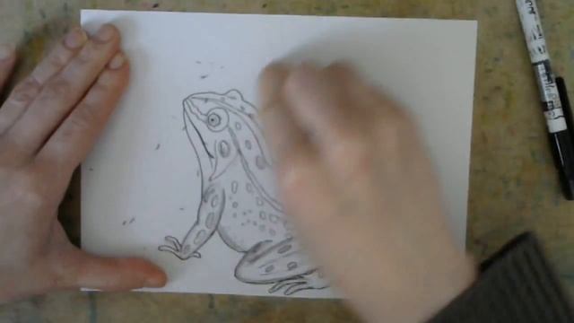 Как нарисовать лягушку и раскрасить смотреть онлайн