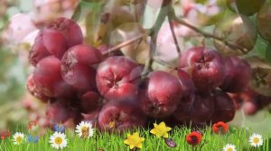 Рябина обыкновенная Гранатная ? Обзор: посадка и уход. крупномеры рябины: описание и особенности