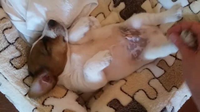 Щенок Джек Рассел Терьер 1,5 месяца сладко спит и не хочет просыпаться смотреть онлайн