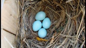 Рассказ  "Скворцы" .