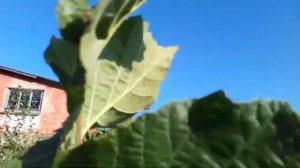 Фундук Президент.Урожай и сравнение с Трапезундом.