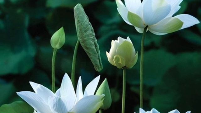 Vajrasattva Mantra 100 Syllable | Thần chú Kim cang tát đỏa 100 âm tiêu trừ nghiệp chướng смотреть онлайн