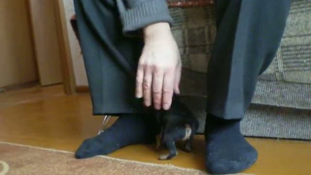 Щенок от пары Браво Жар Ост Вест х Рус Комильфо Флейта смотреть онлайн