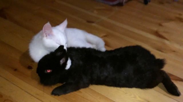 Любовь животных, чёрное и белое. смотреть онлайн