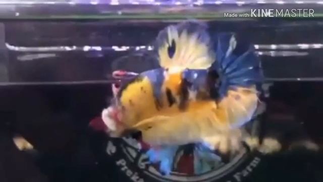 Top 15 Beautiful Yellow Galaxy Betta Fish| Tiger Yellow Galaxy Betta Fish | Yellow Avatar Betta Fis смотреть онлайн