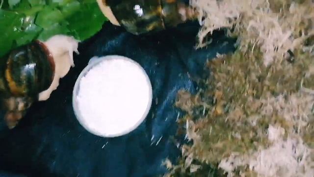 Кладка улиток. Задержка кладки у улиток. Кладка архахатин. Инкубация кладки в террариуме у родителе