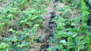 Удалять ли усы клубники во время цветения, плодоношения. Усы клубники дети или паразиты. Размножени