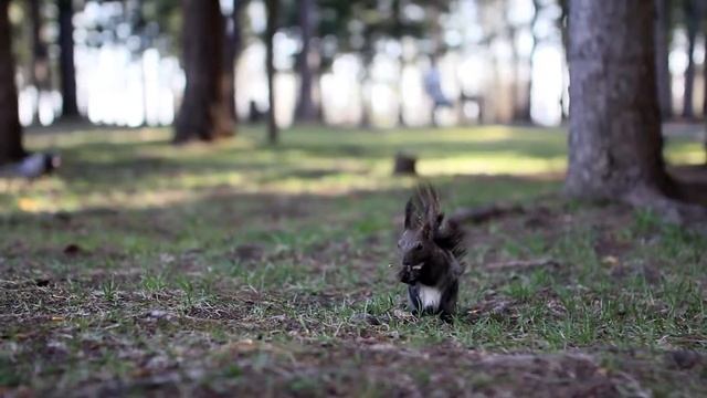 Белка в Лагерном саду | Томск | МШ смотреть онлайн