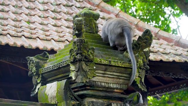 Wildlife Of Asia 8K (60FPS) ULTRA HD - Scenic Relaxation Along With Relaxing Piano Music