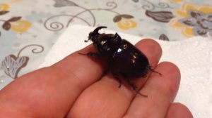 Жук-носорог (приручение)