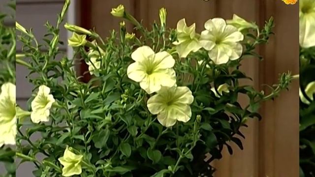 Петуния синего и голубого цвета пахнет фиалками смотреть онлайн