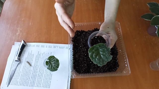 Размножение фиалок листом. смотреть онлайн