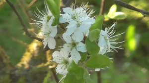 #Ты похожа на #весну музыка и исполнение Олега Сапегина,стихи Юлии Вихаревой